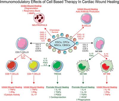 Healing the Broken Heart; The Immunomodulatory Effects of Stem Cell Therapy